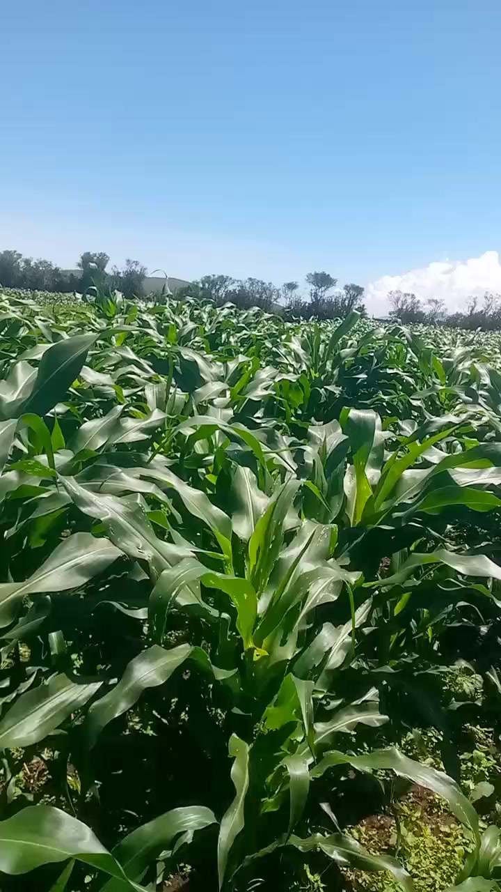 @Dan 4031