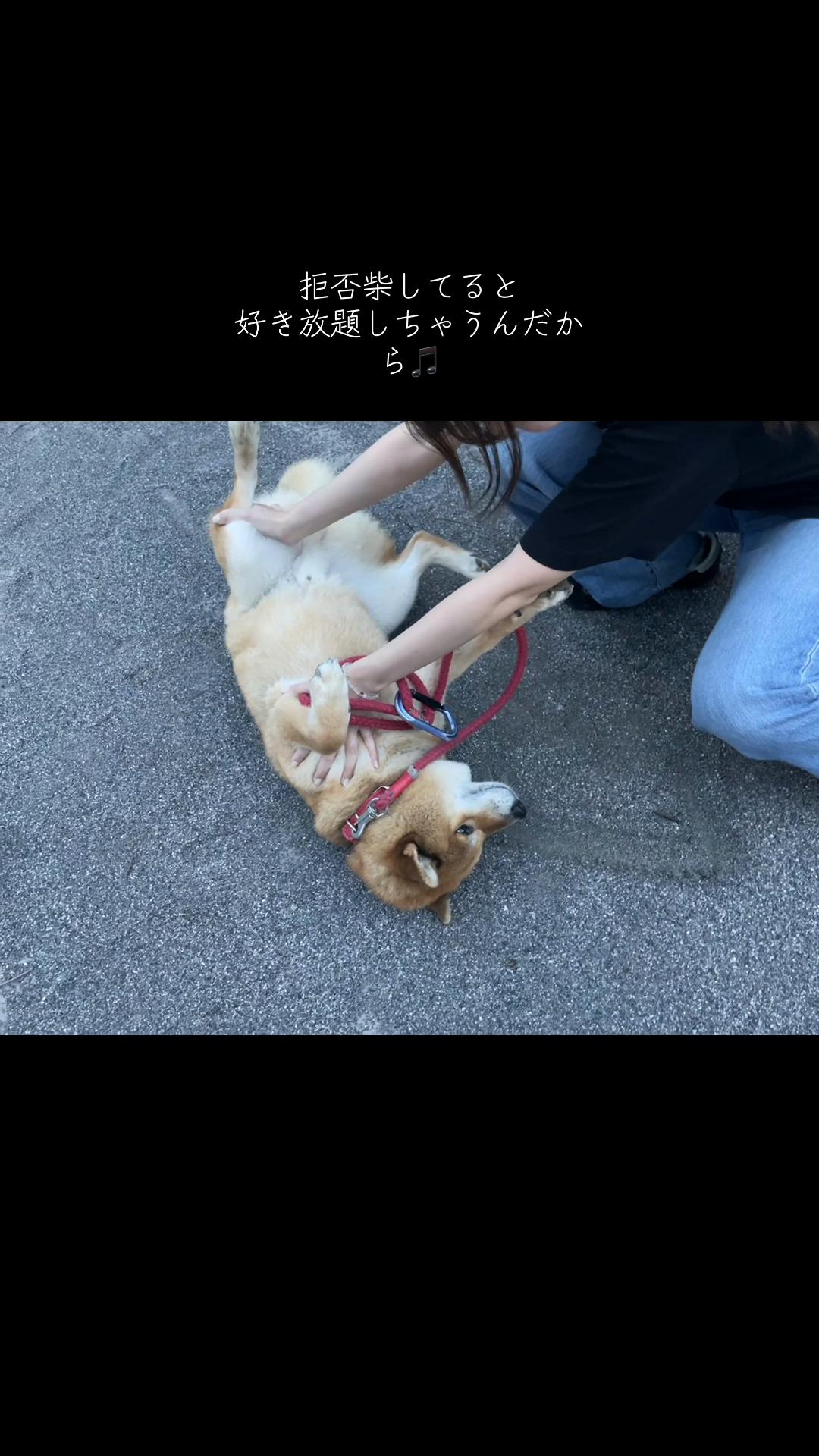 @柴犬むーちゃん