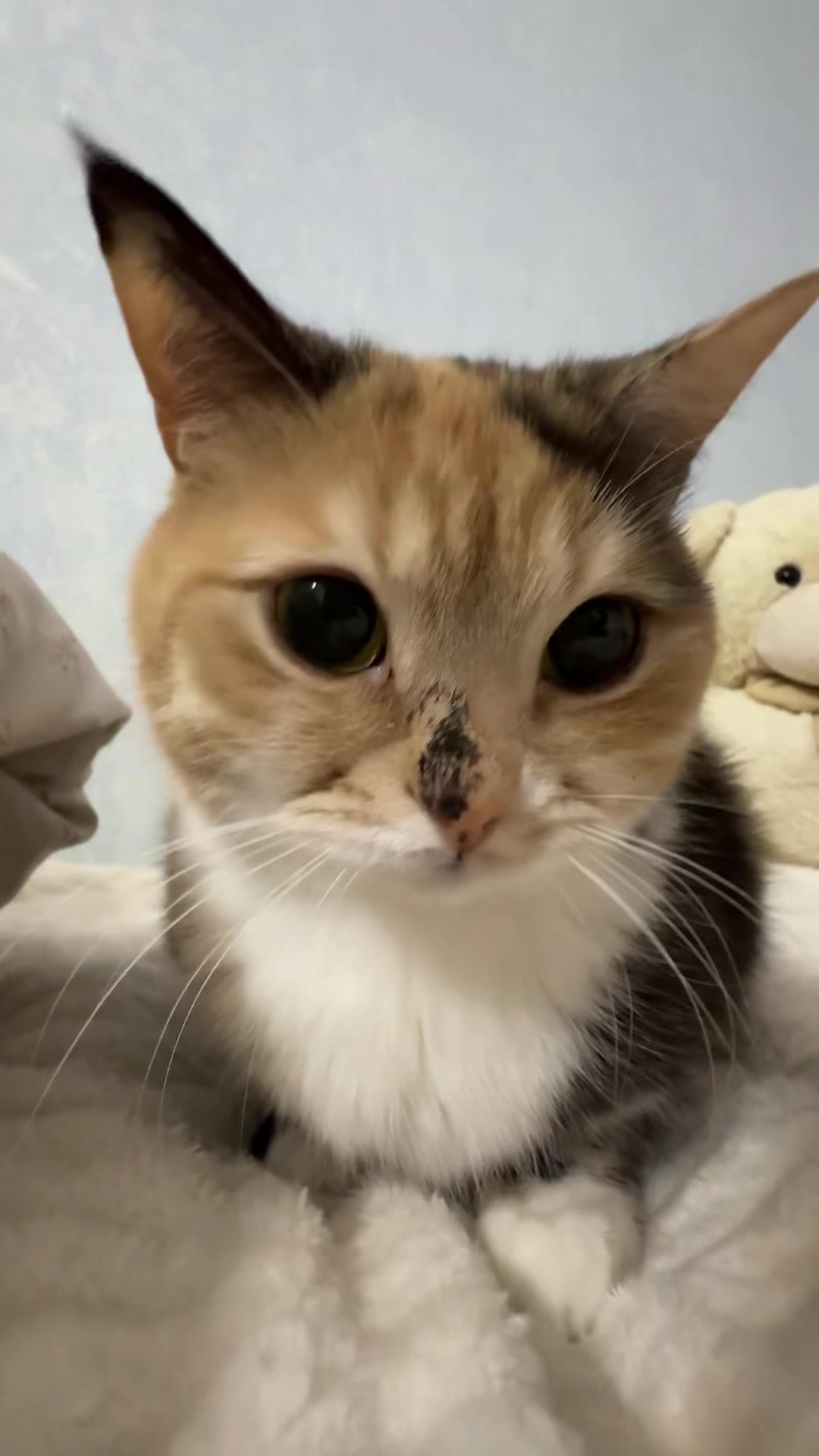@Chloe 𝜗𝜚 Freya