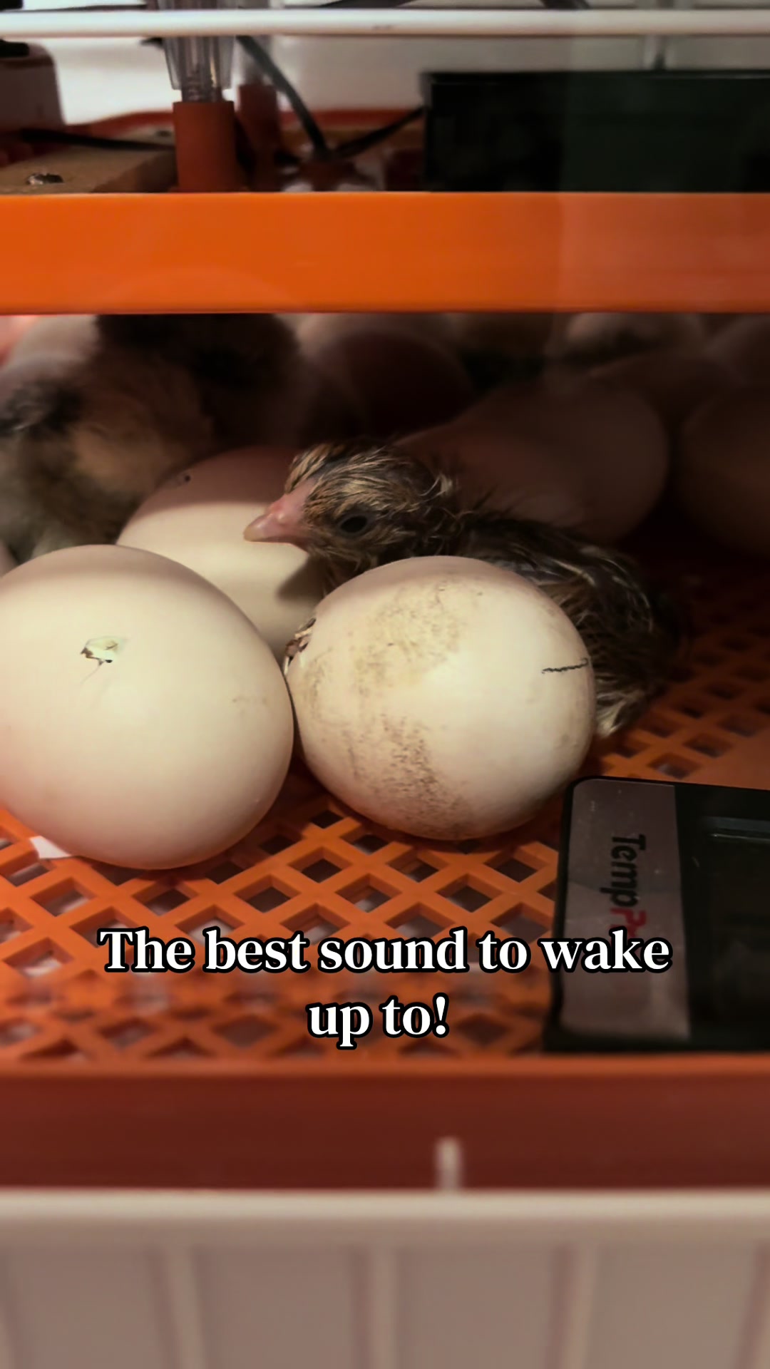 @Ferally Fowl Farmstead