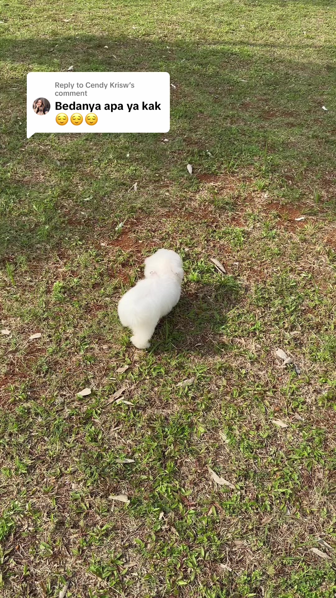 @Donut The Bichon