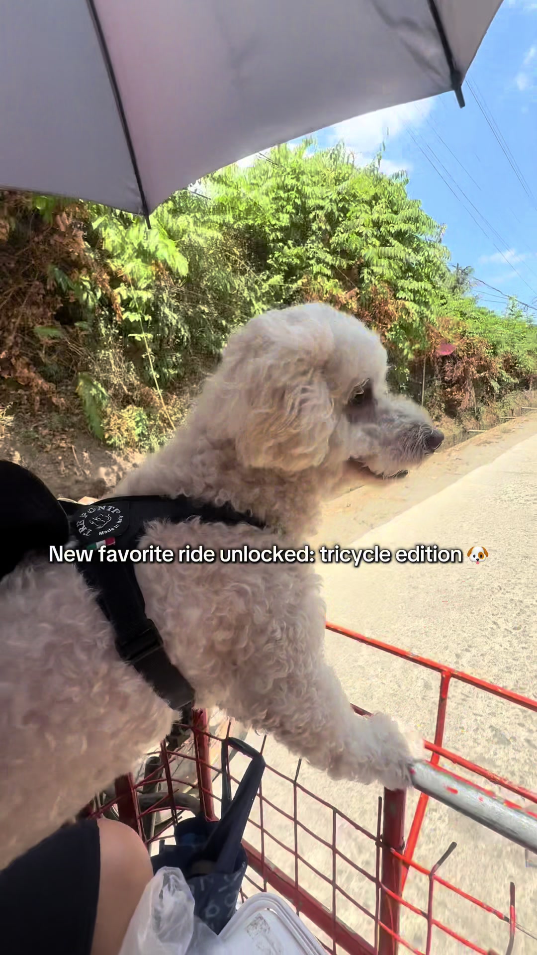 @Coco the poodle