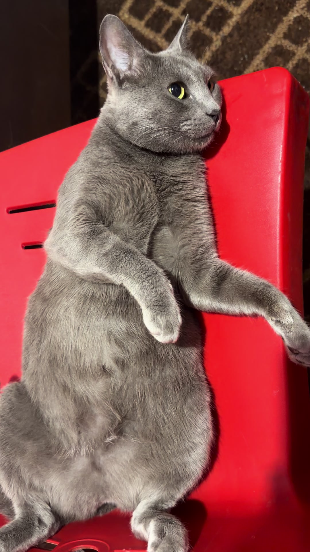 @asoolcat