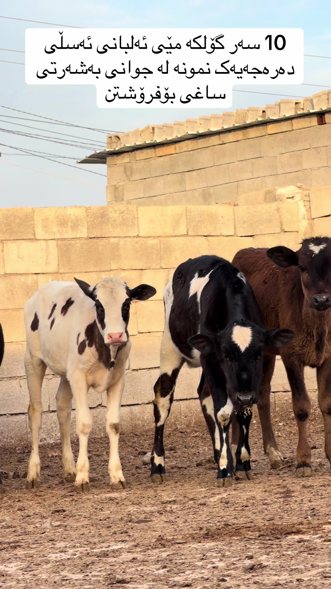 @مەیدانی ئاژەڵانی محمد 🐄🐂