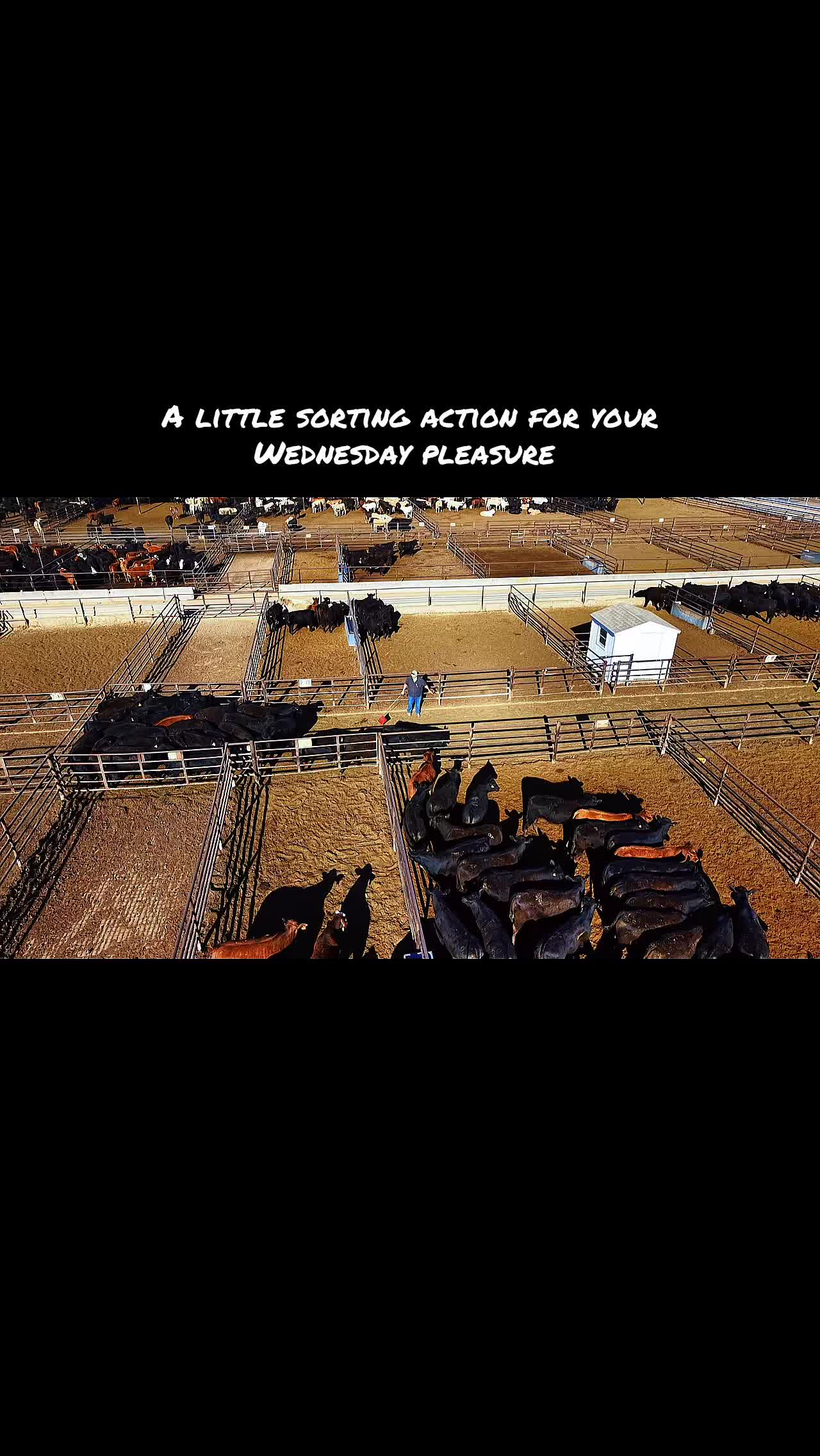 @OKC West Livestock Market