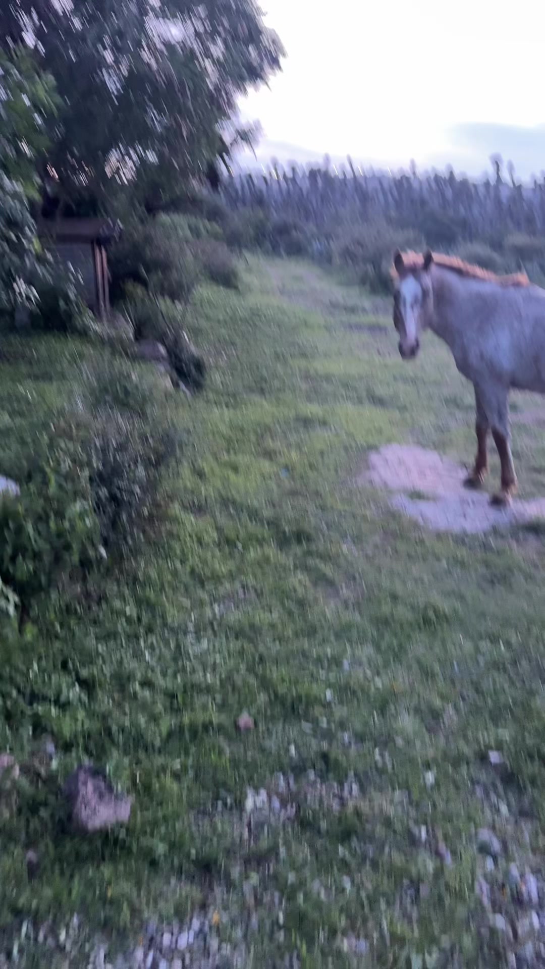 @Dario Olvera Ranch