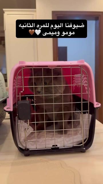@Skai Cat.home🐾