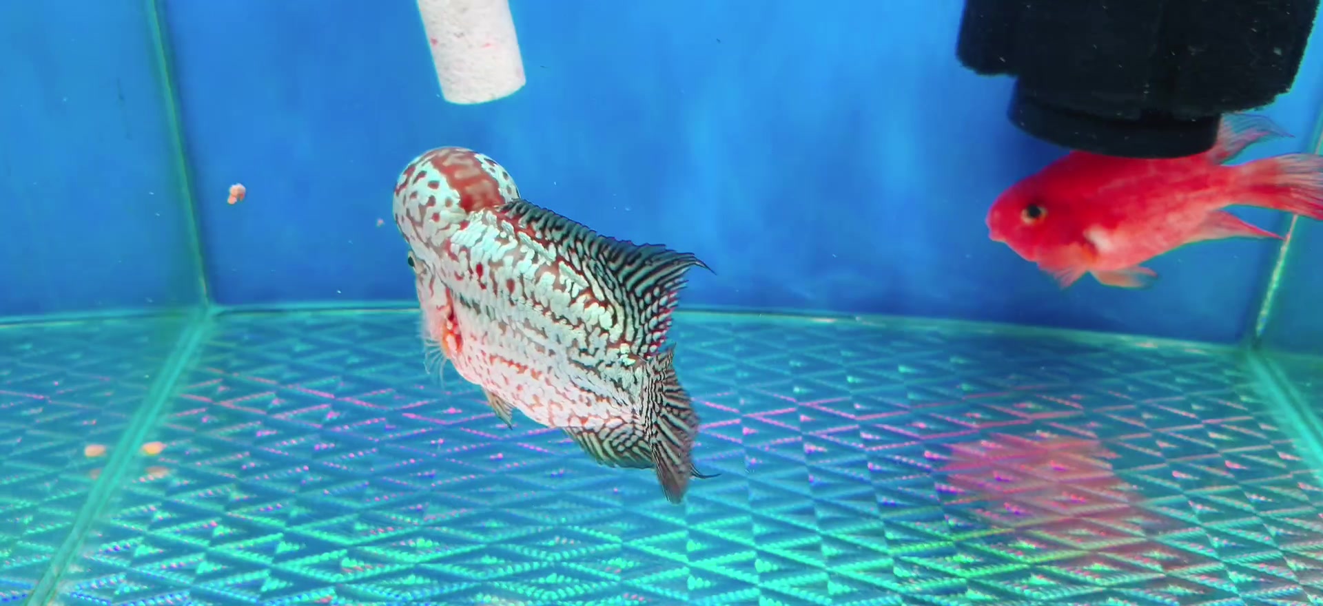 @Luckyfishvn