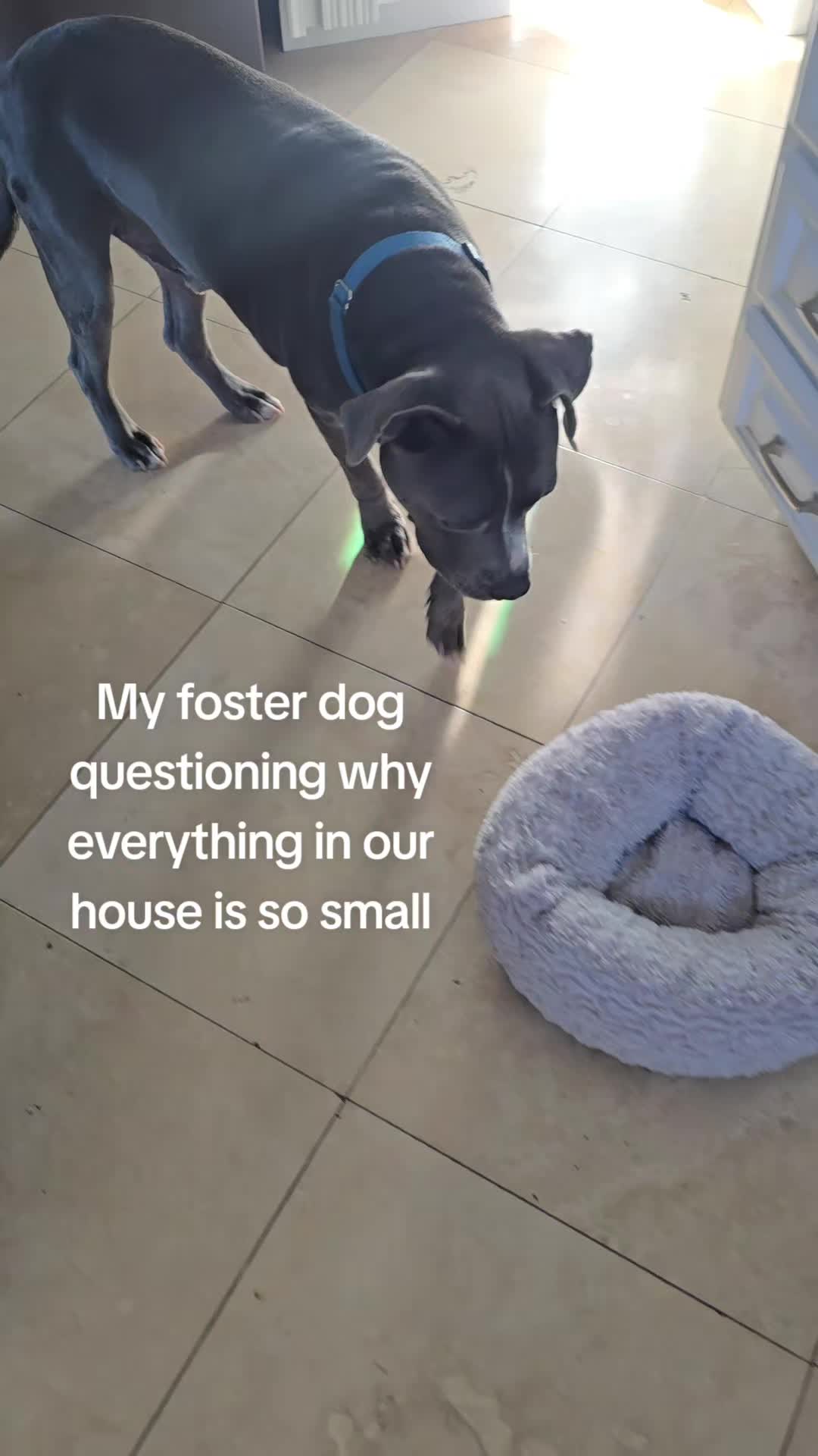 @Peake Pups