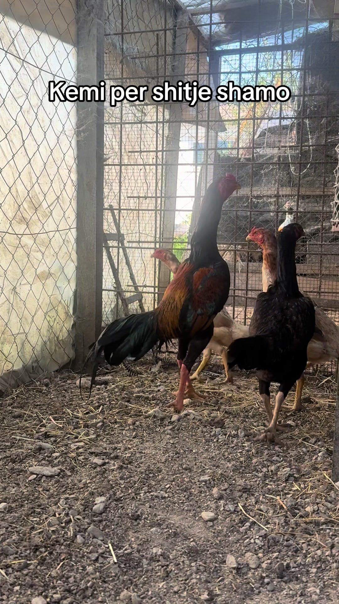 @Fauna peje
