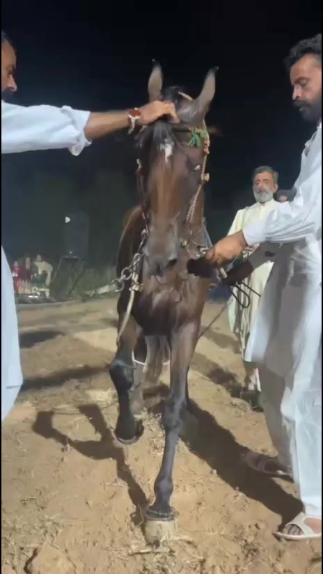 @🖤FaQi👑Hamdani ❤️
