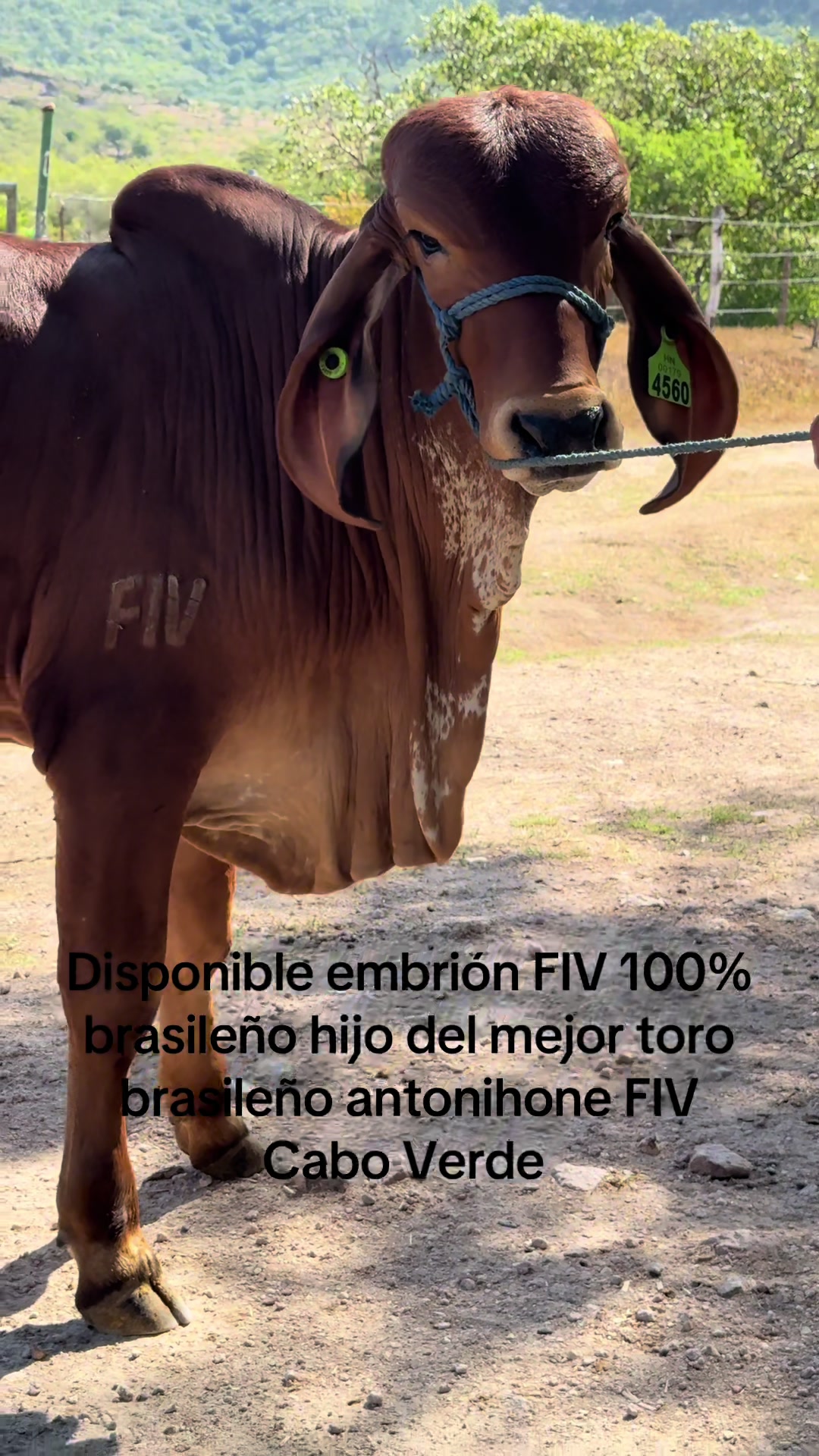 @CURURÚ