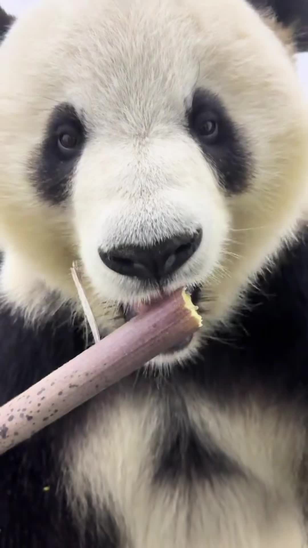 @Cute Animals 🐼