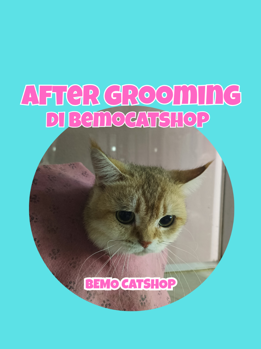 @Bemo Catshop