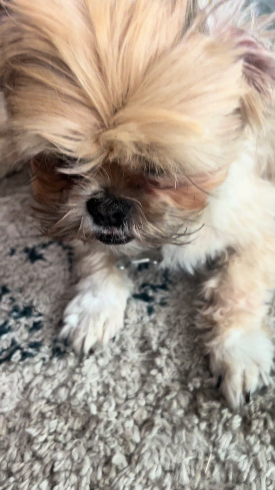 @Duuuviethedog