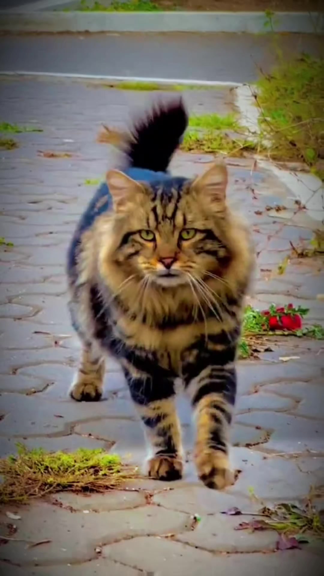 @🐈بّــــيــــلَآ تُـشـــــآو👋