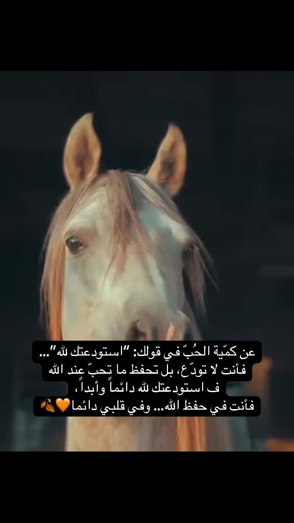 @ElSamra🐆🖤Spirit3