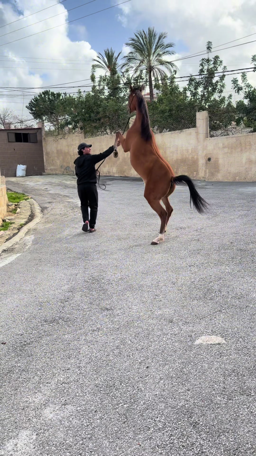 @الأصيل