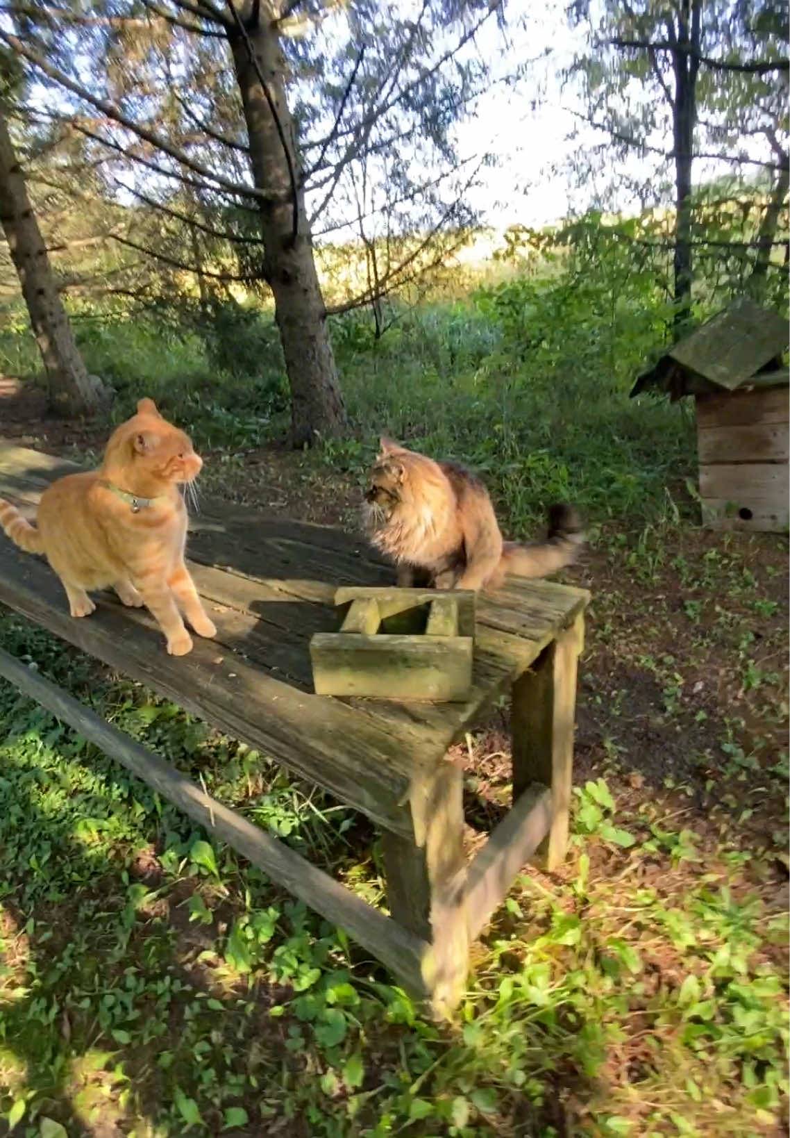 @🇨🇦 Alison Logee 🥰🐿
