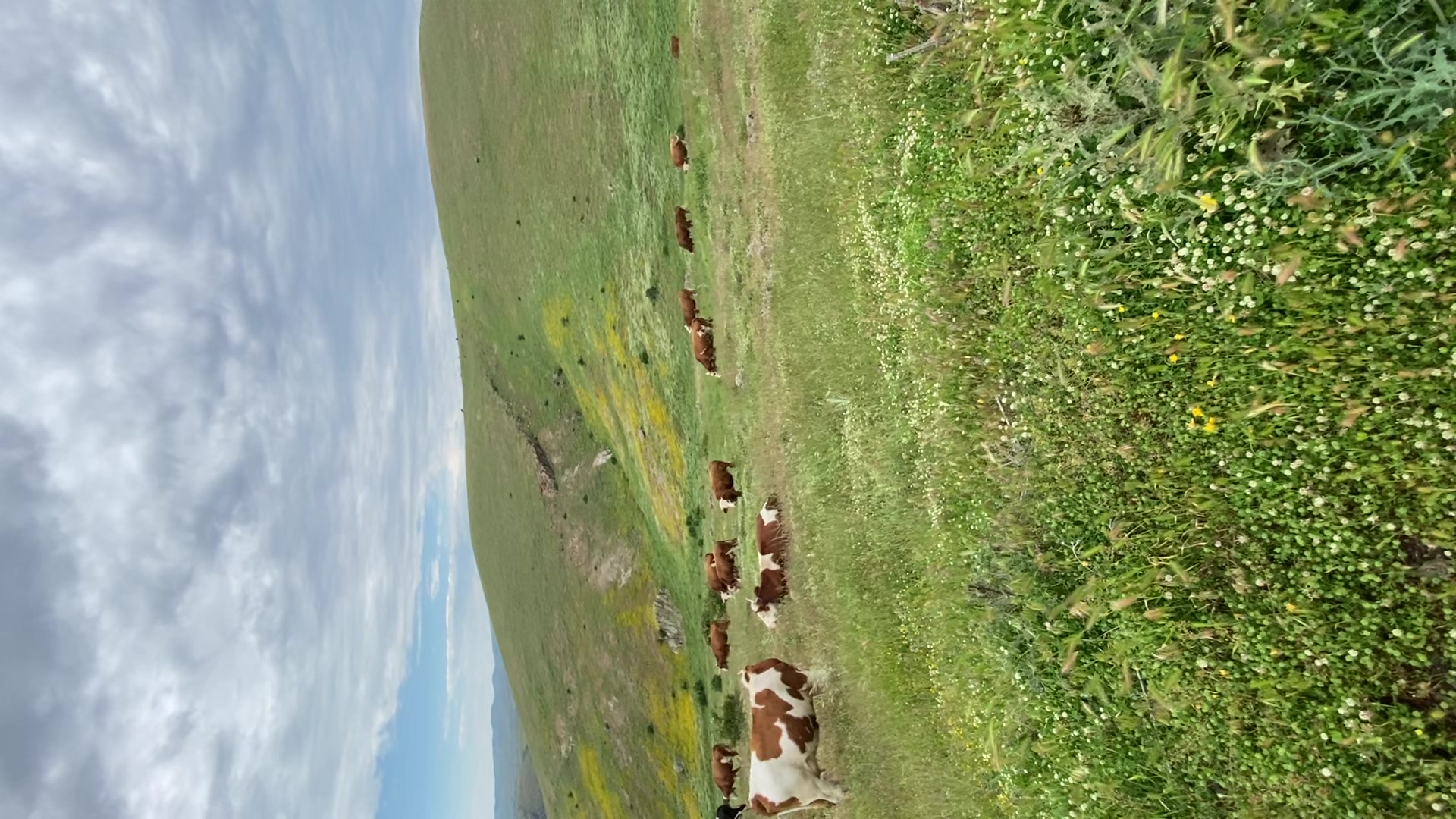 @özcan 03