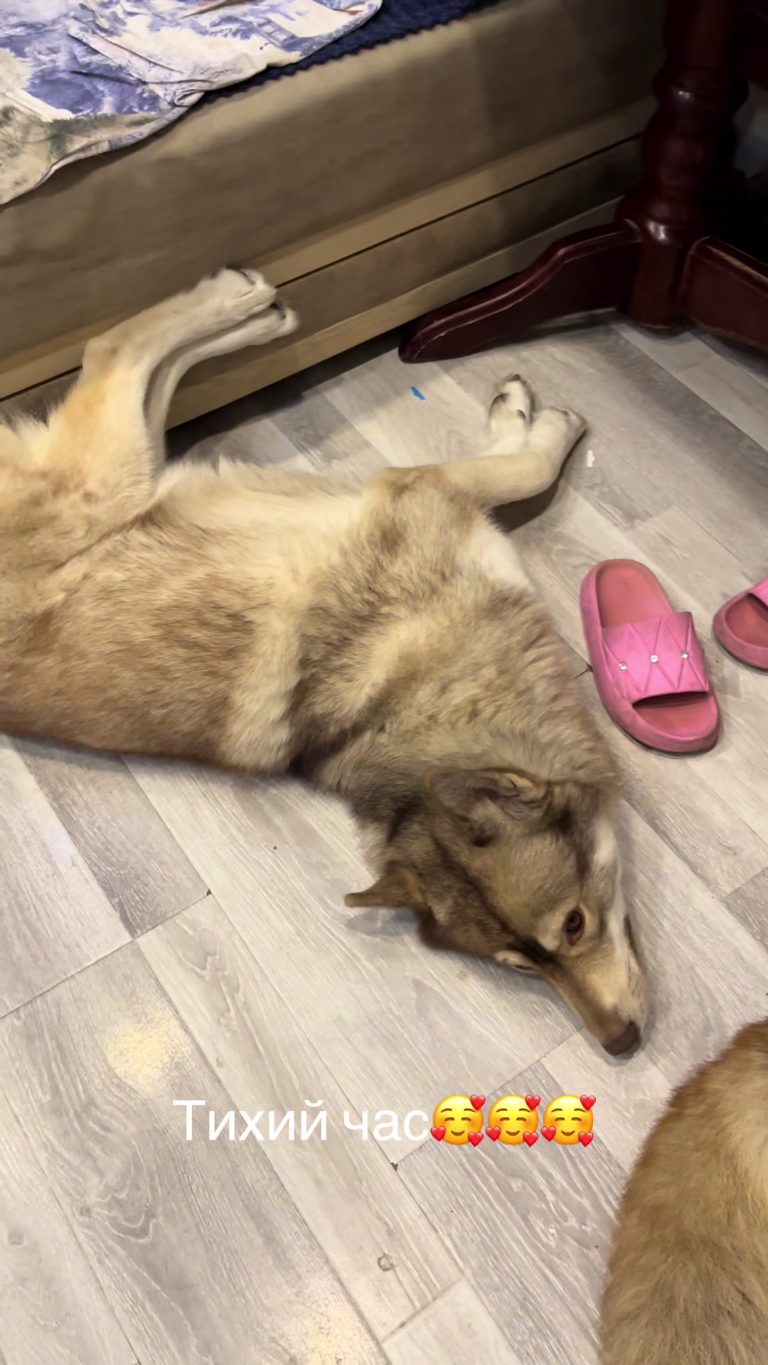 @🐕🦺Бонифаций и Арчибальд🐕