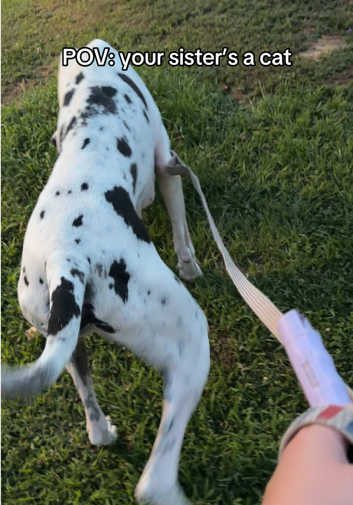 @stonethedane