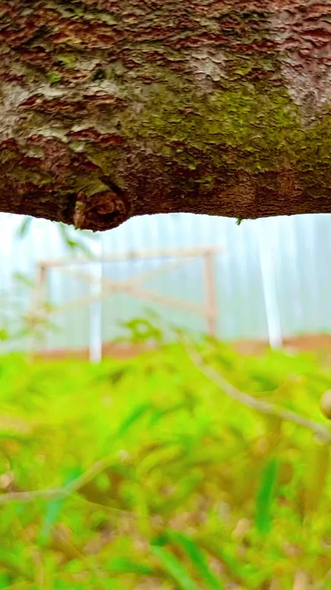 @D.kingfarm