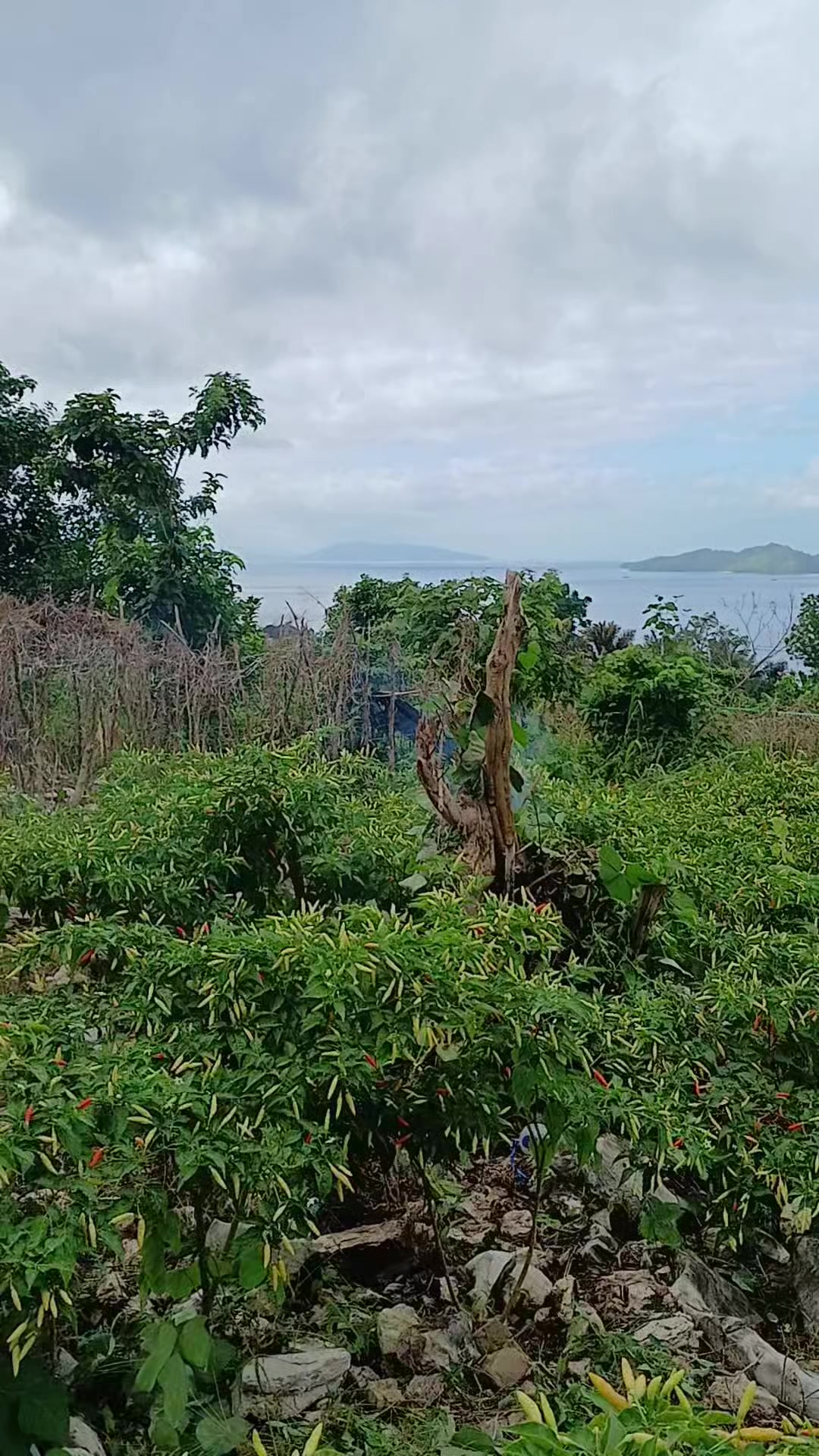 @Rica pala.333