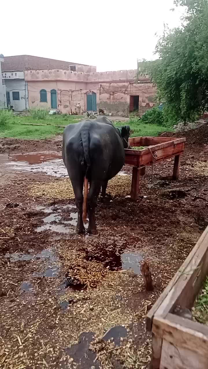 @yasirghumman47