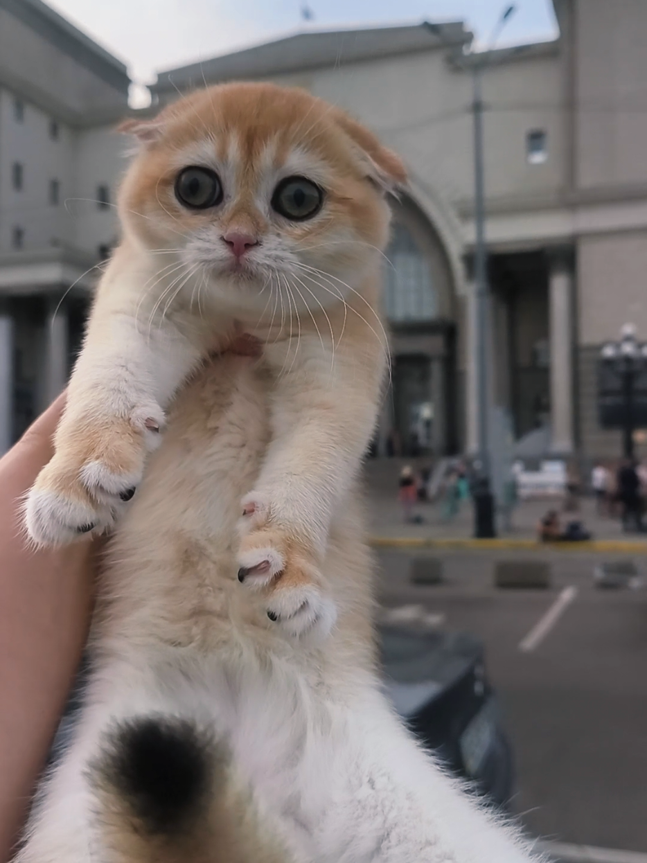 @Кошенята шотландські 😻