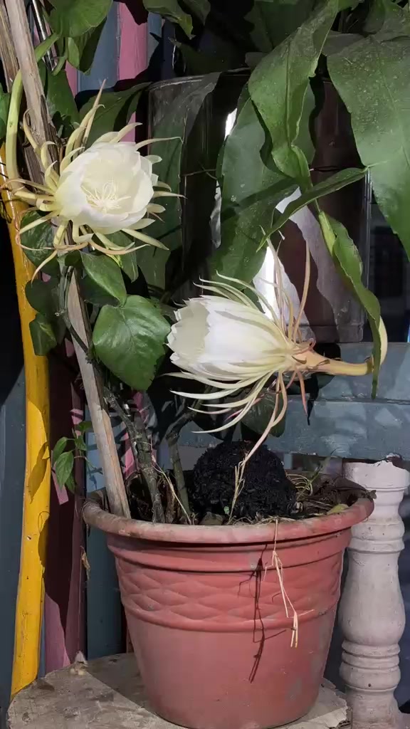 @सर्मिला थापा