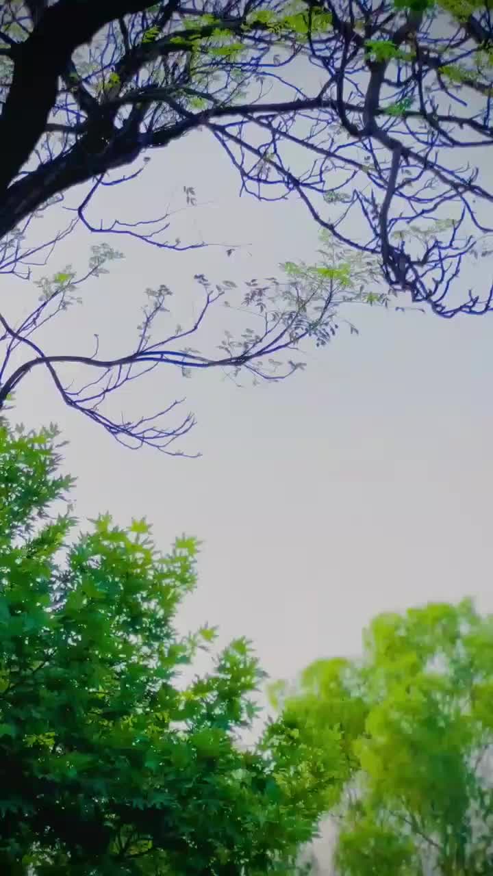 @itxfazii