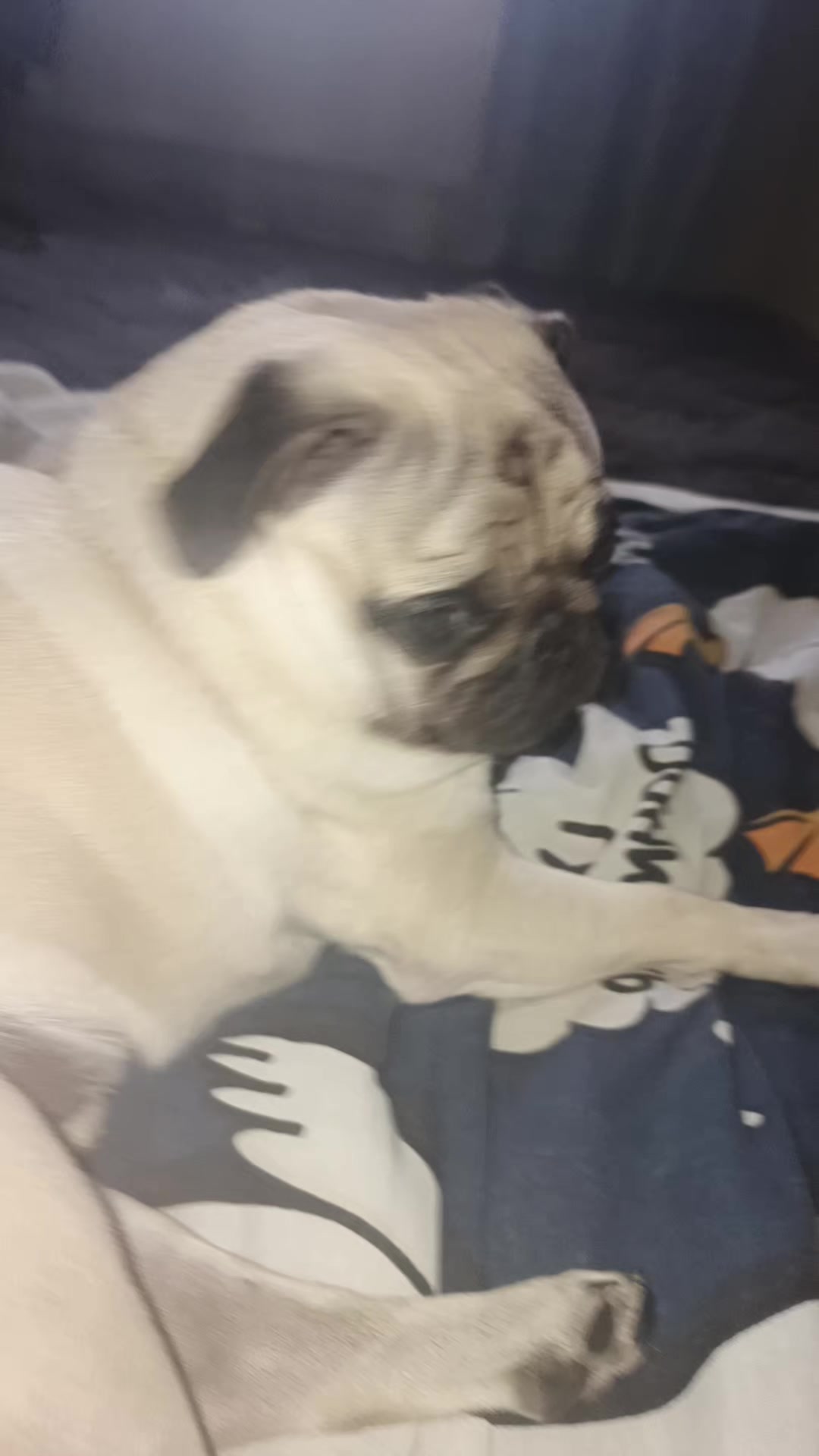 @мопс жора🐾