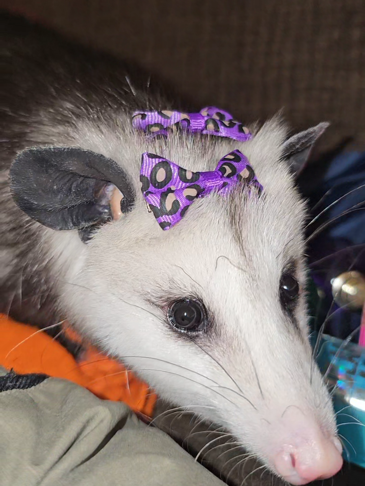 @OPOSSUMDAWGMOM