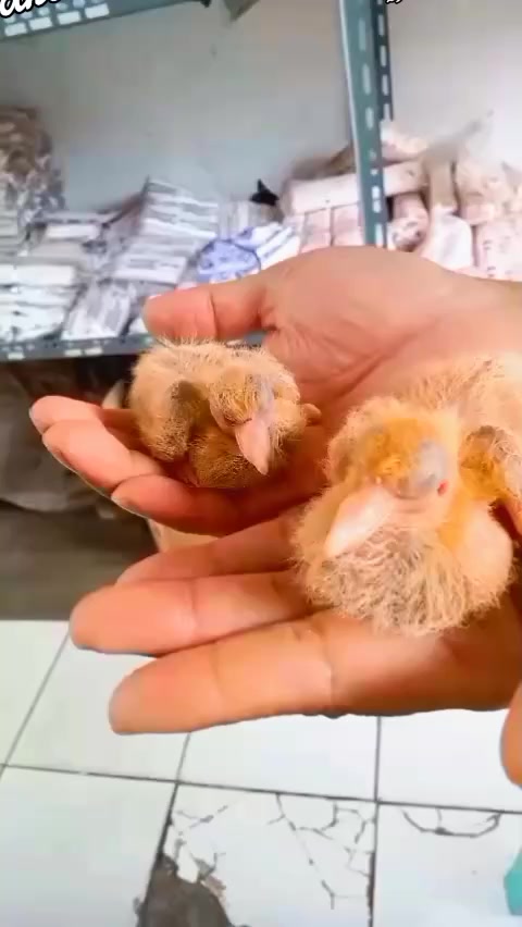 @Jose & putra si burung nakal
