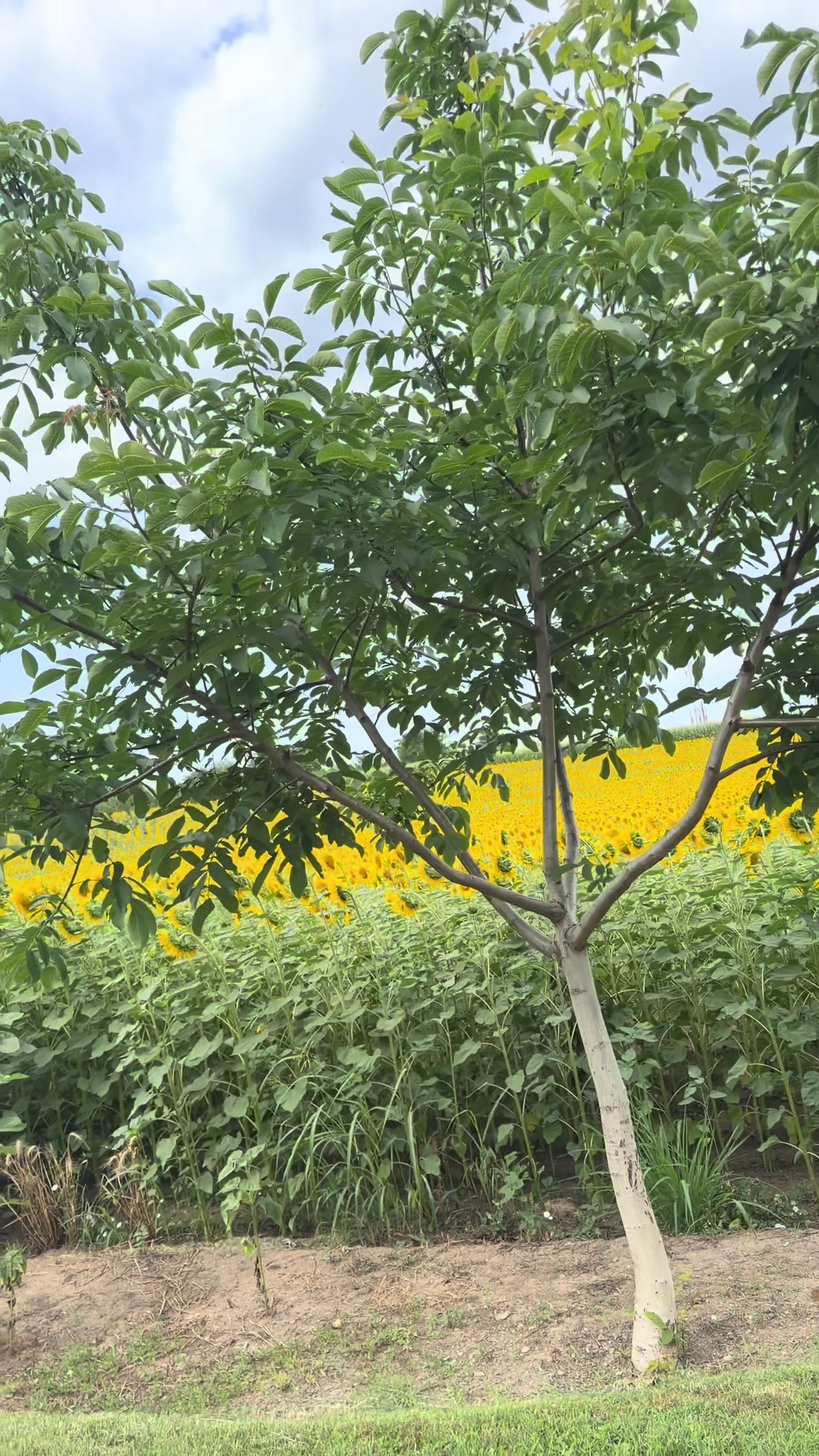 @p&eacute;pini&egrave;re yb agro
