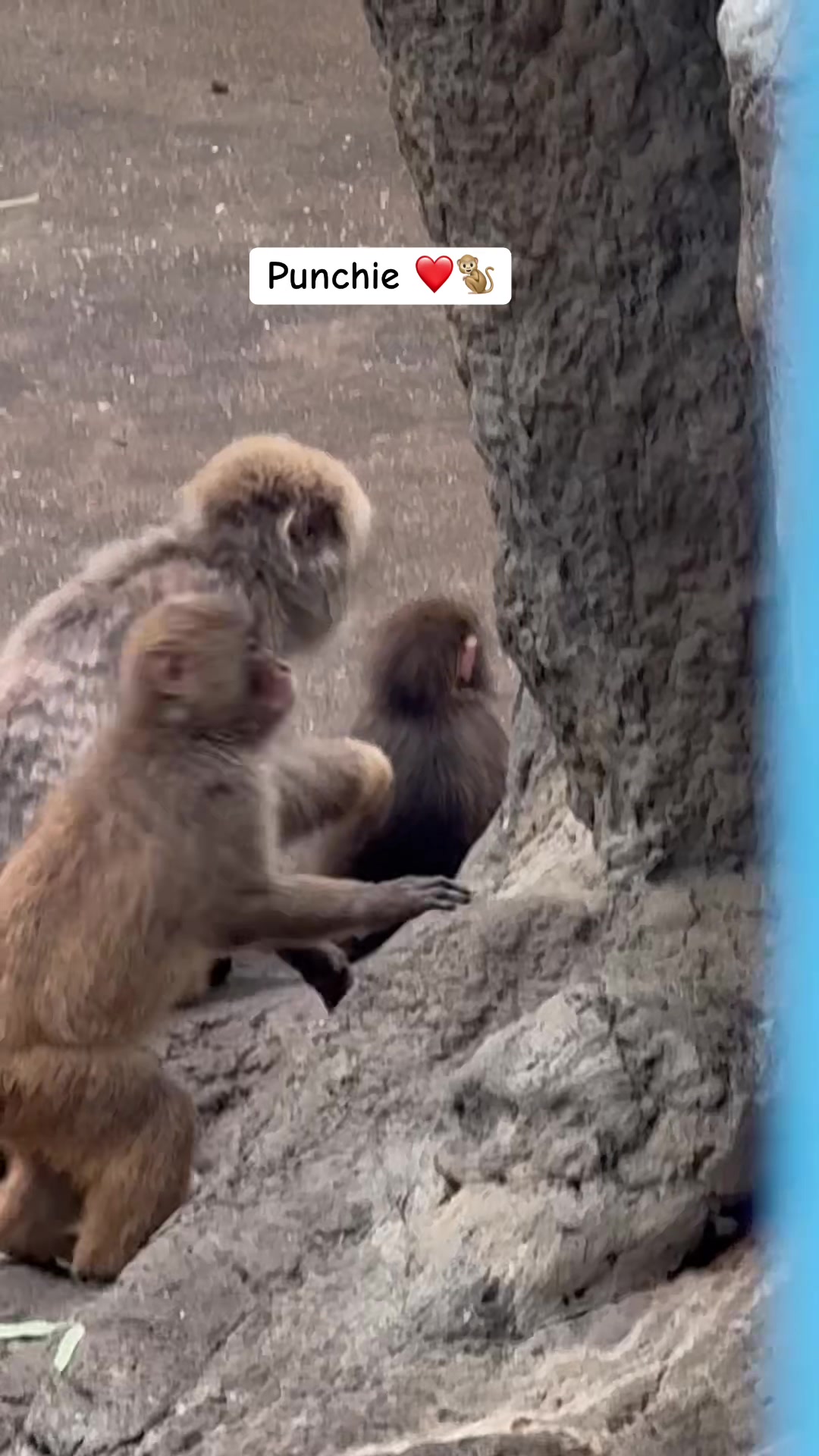 @Curly Travel Magic