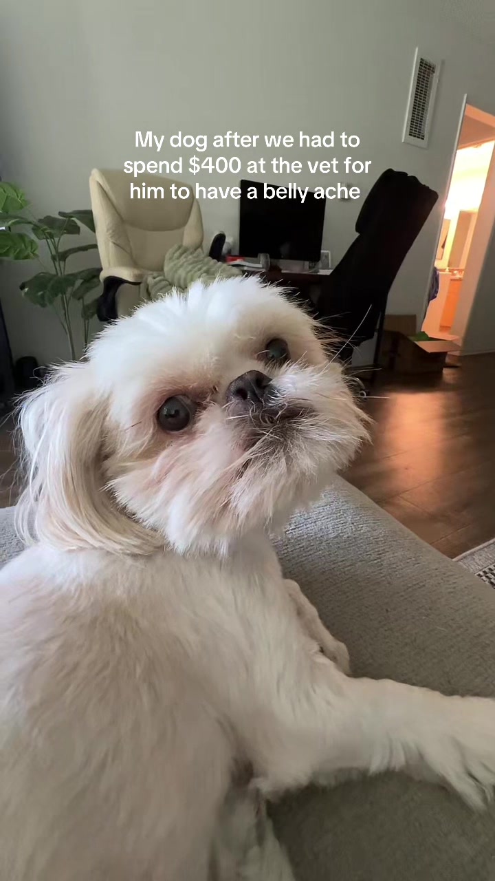 @Hugh the Shih Tzu