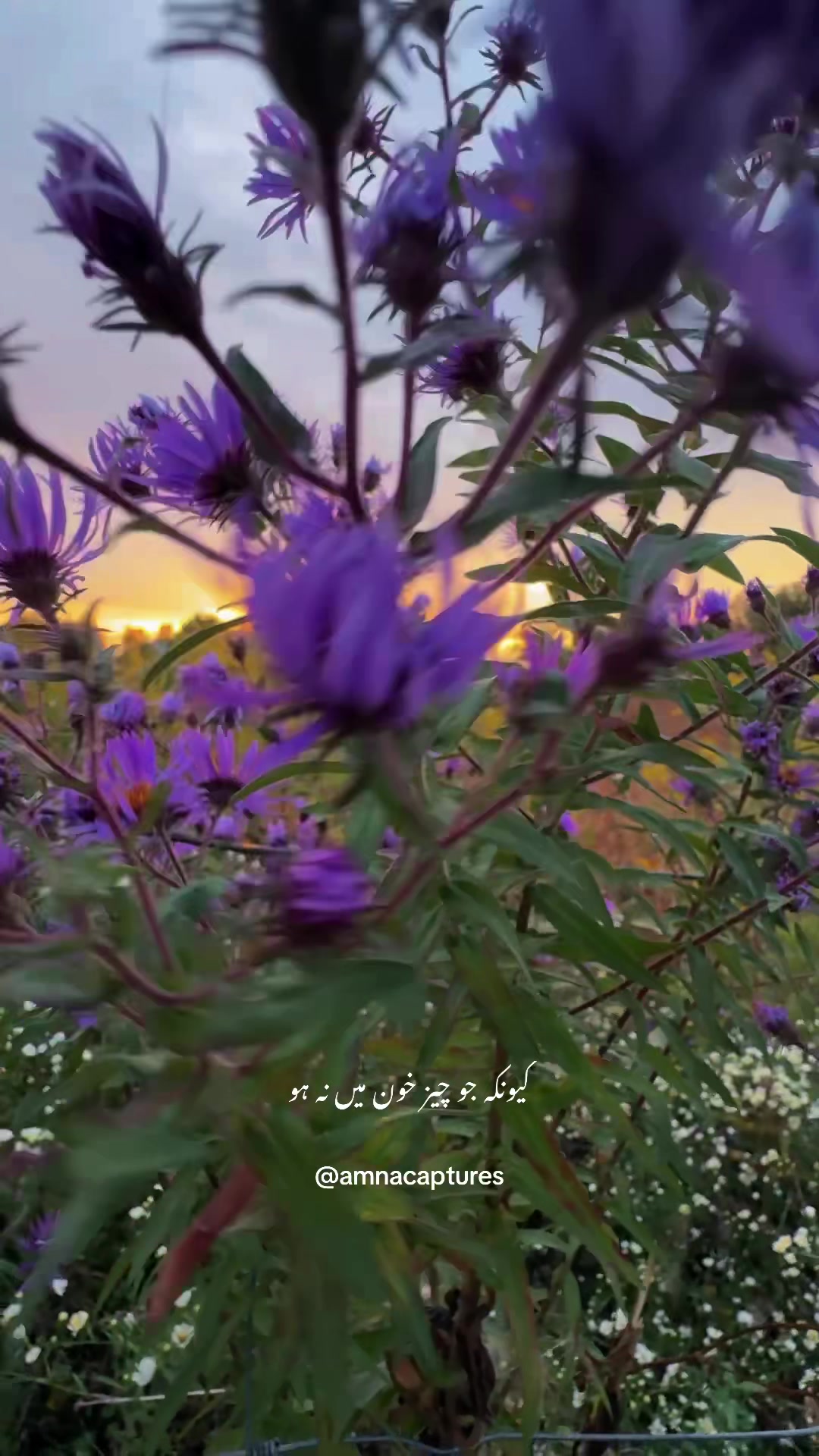 @Nature lover 🇨🇦