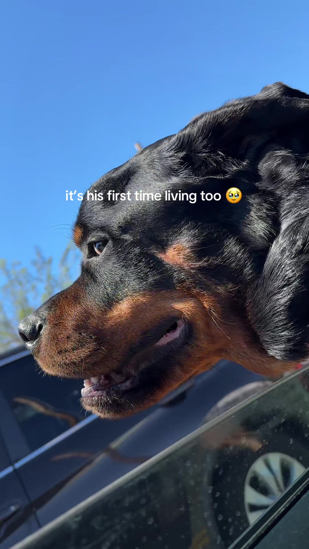 @Moose The Rottie