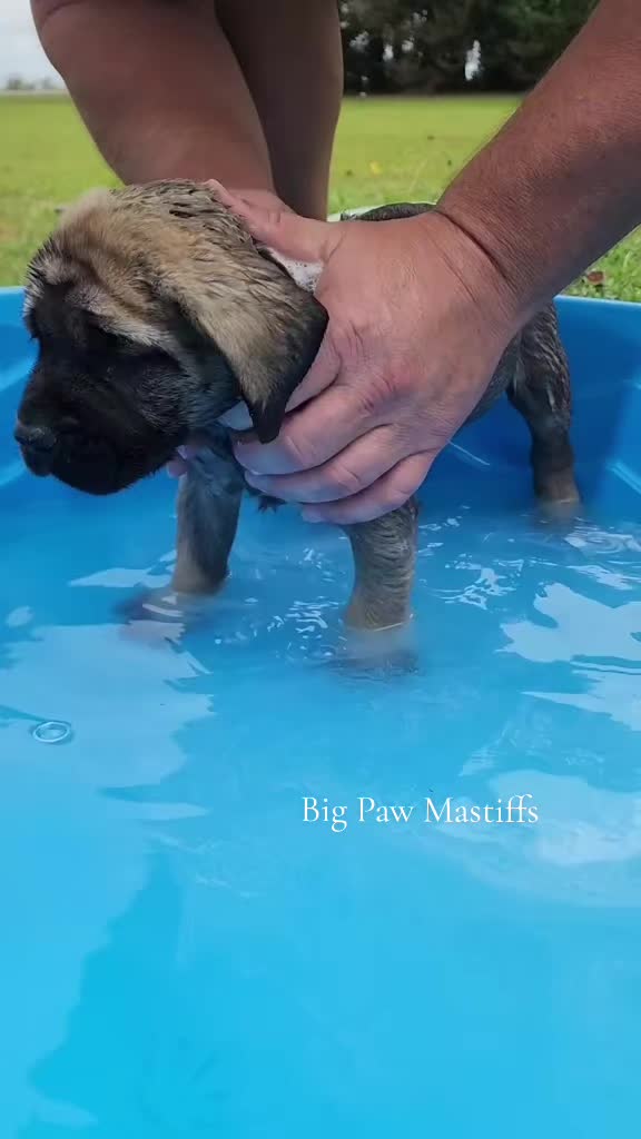 @Big Paw Mastiffs