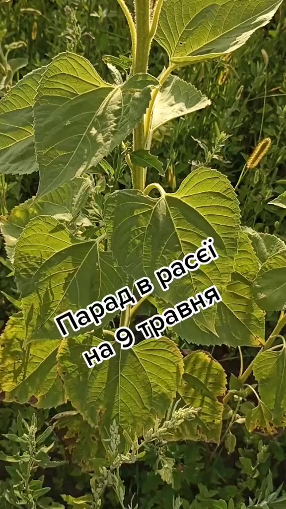@Elenka😈