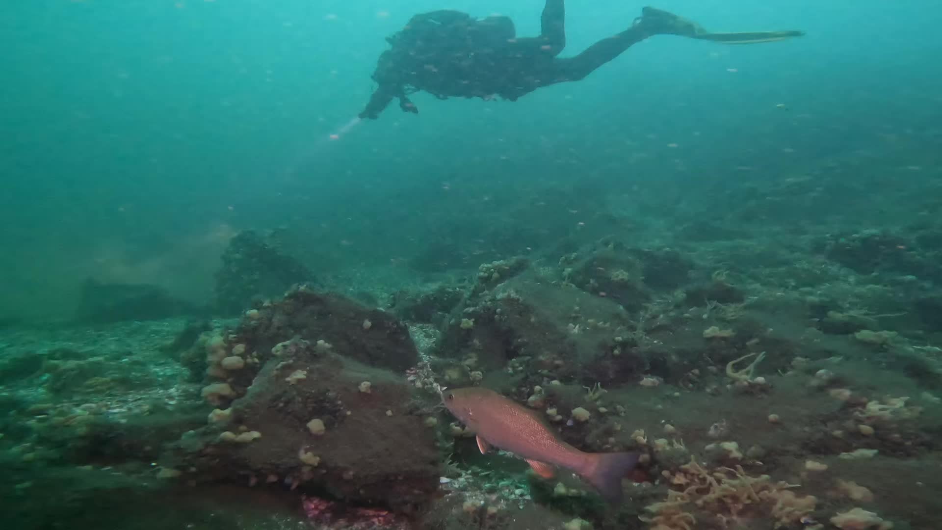 @Scuba mist
