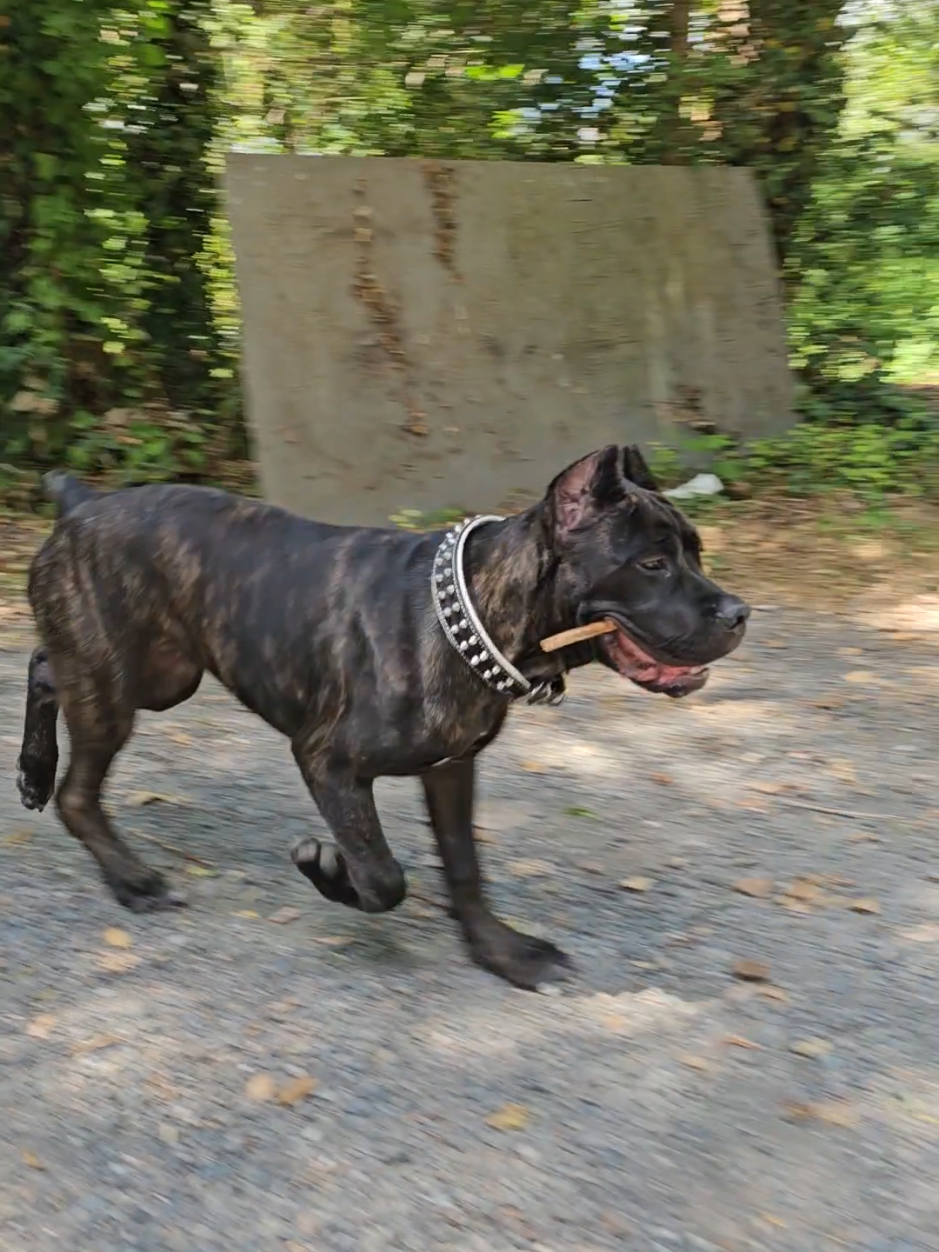 @SalmonCreekCaneCorso