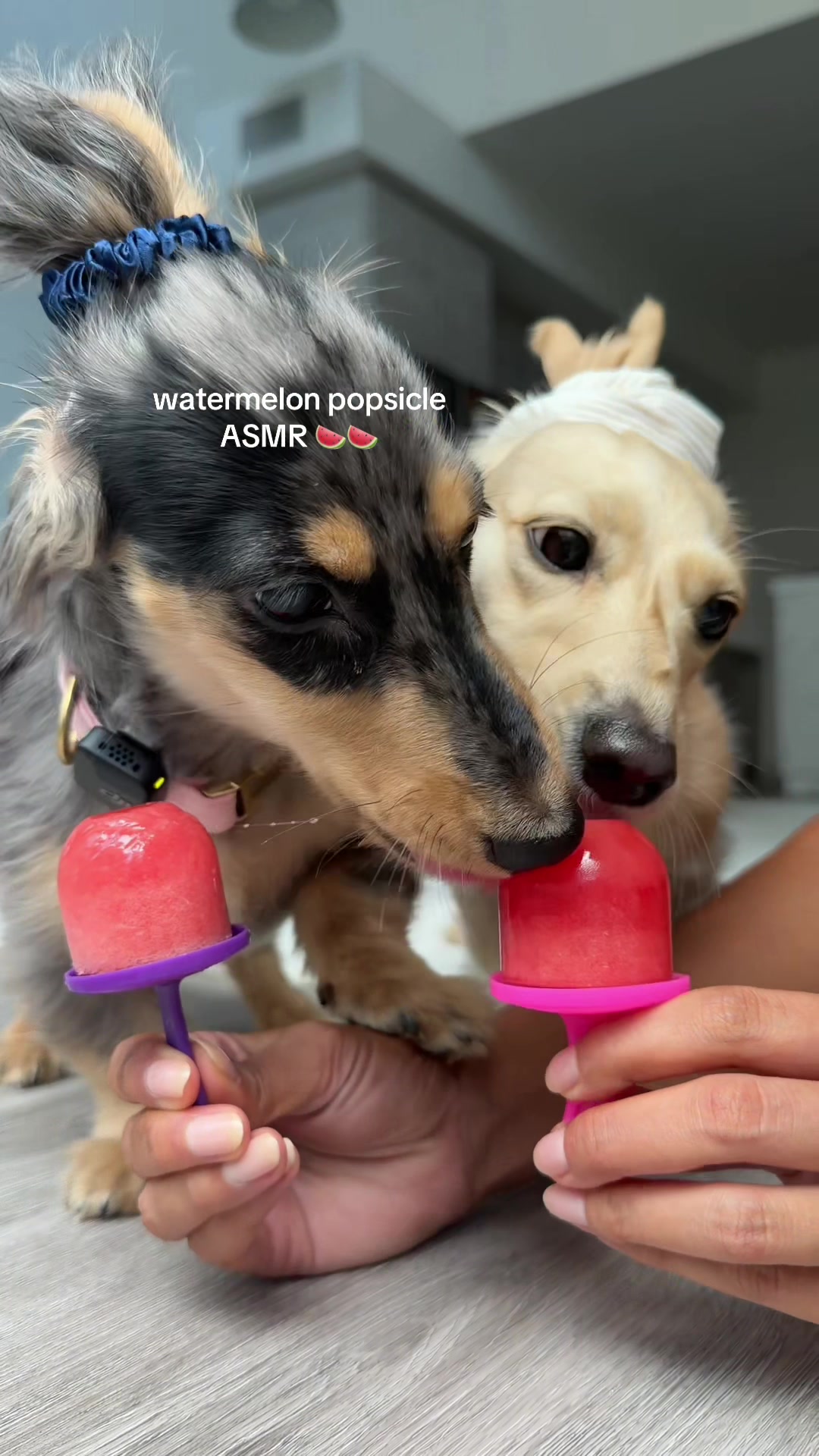 @Lila & Lily The Doxxies