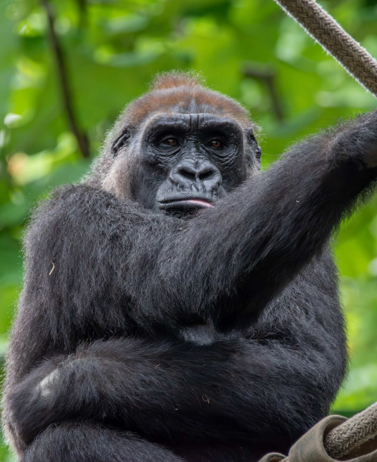 @memphiszoo