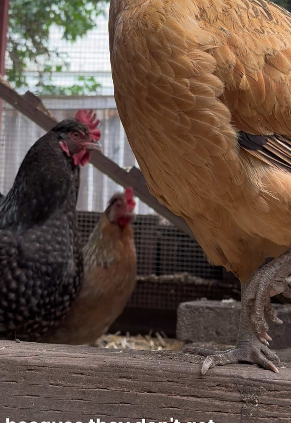 @FusterCluck Farm