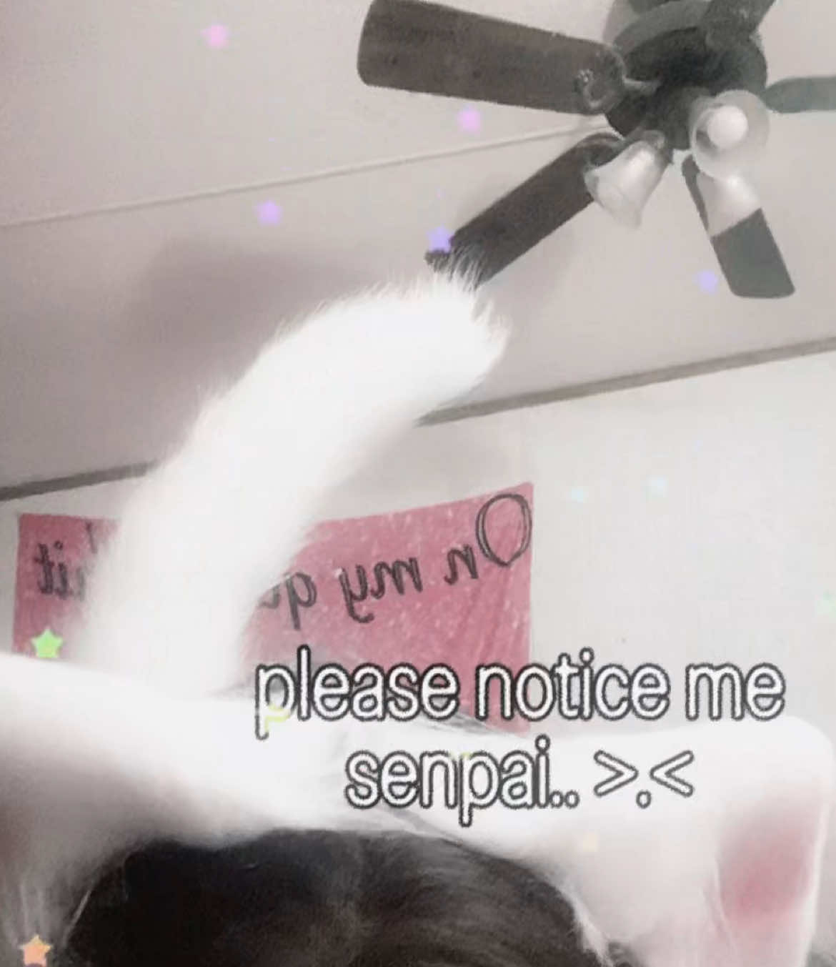 @۶ৎ 🐾 ⋆.𐙚 ̊