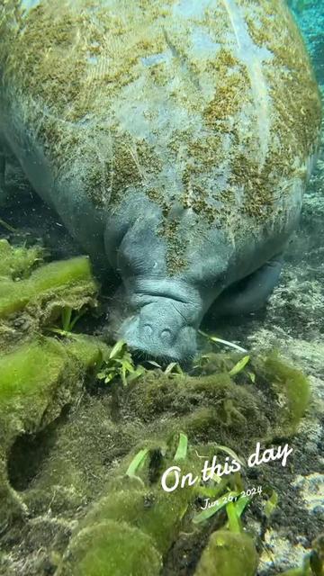 @BradTheOriginalManateeMafia