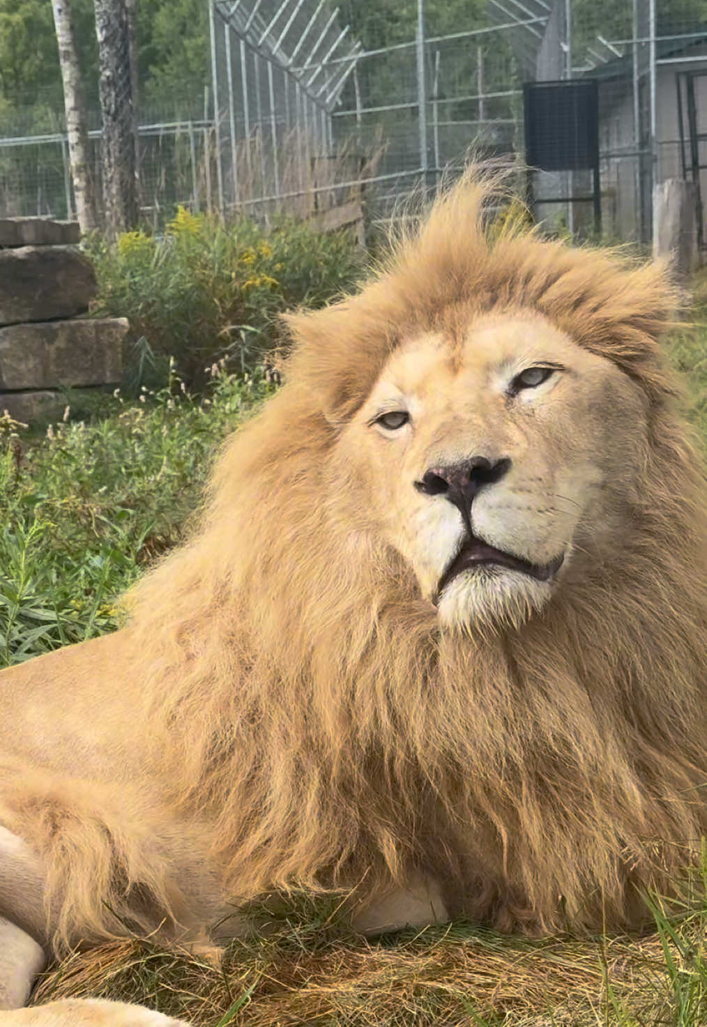 @The Wildcat Sanctuary